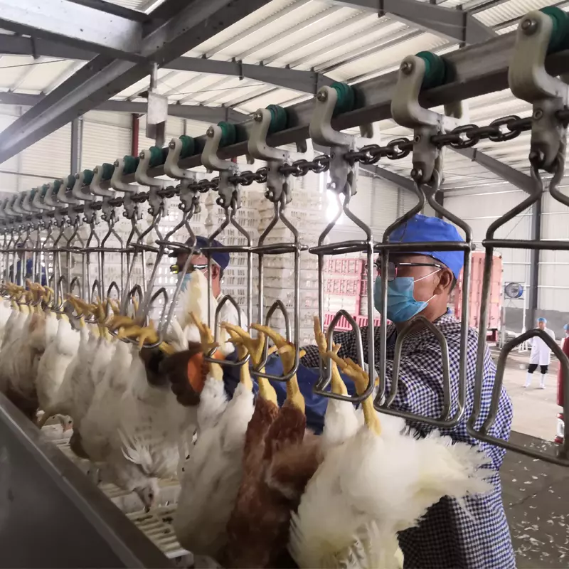 Chicken Slaughtering Equipment